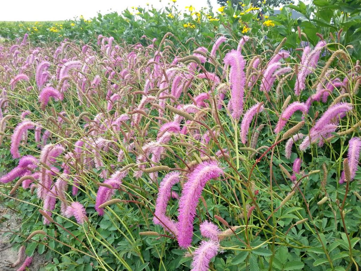 Sanguisorba hakusanensis Lilac Squirrel 1 stykk Nyhet