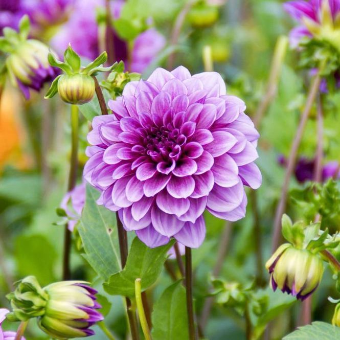 Hovedbilde Dahlia Blue Bell 
