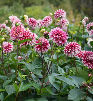 Hovedbilde Dahlia/Georginer