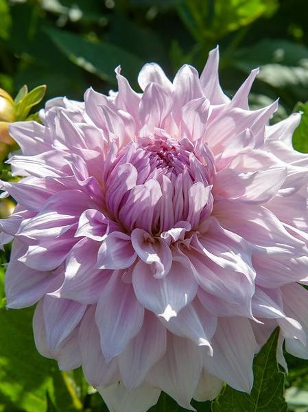 Hovedbilde Dahlia Shiloh Noelle Nyhet 2026