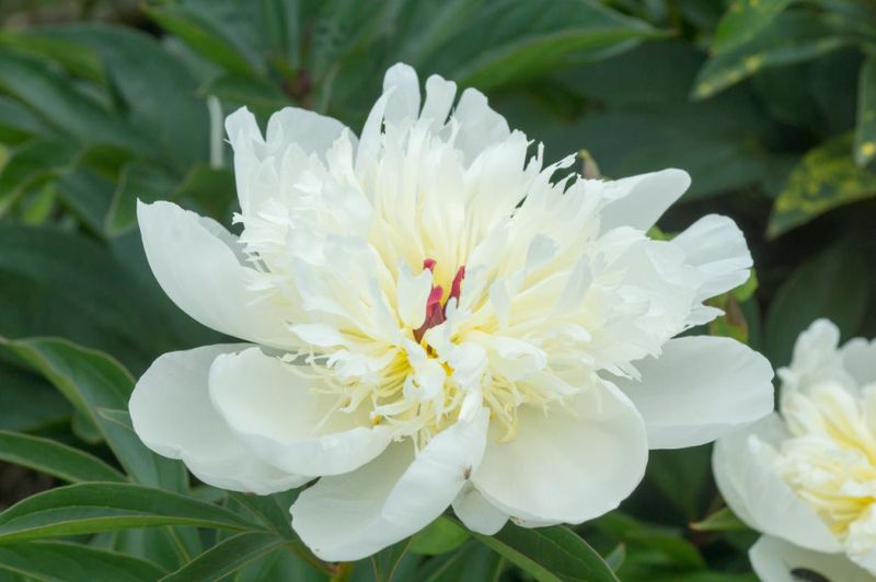 Paeonia Immaculée 