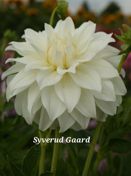 Hovedbilde Dahlia Lady Liberty Nyhet 2026
