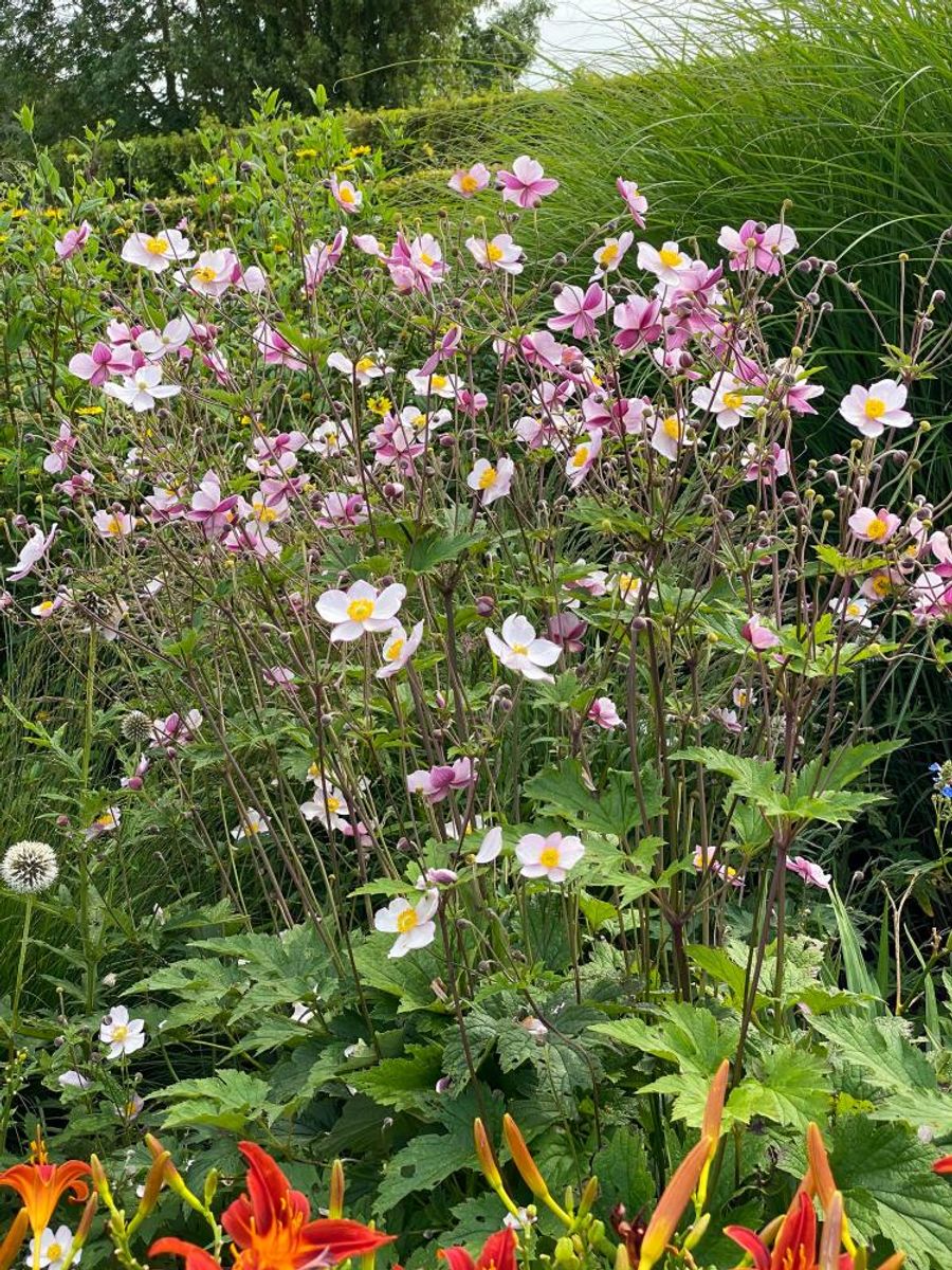 Anemone Robustissima  1 stykk Nyhet