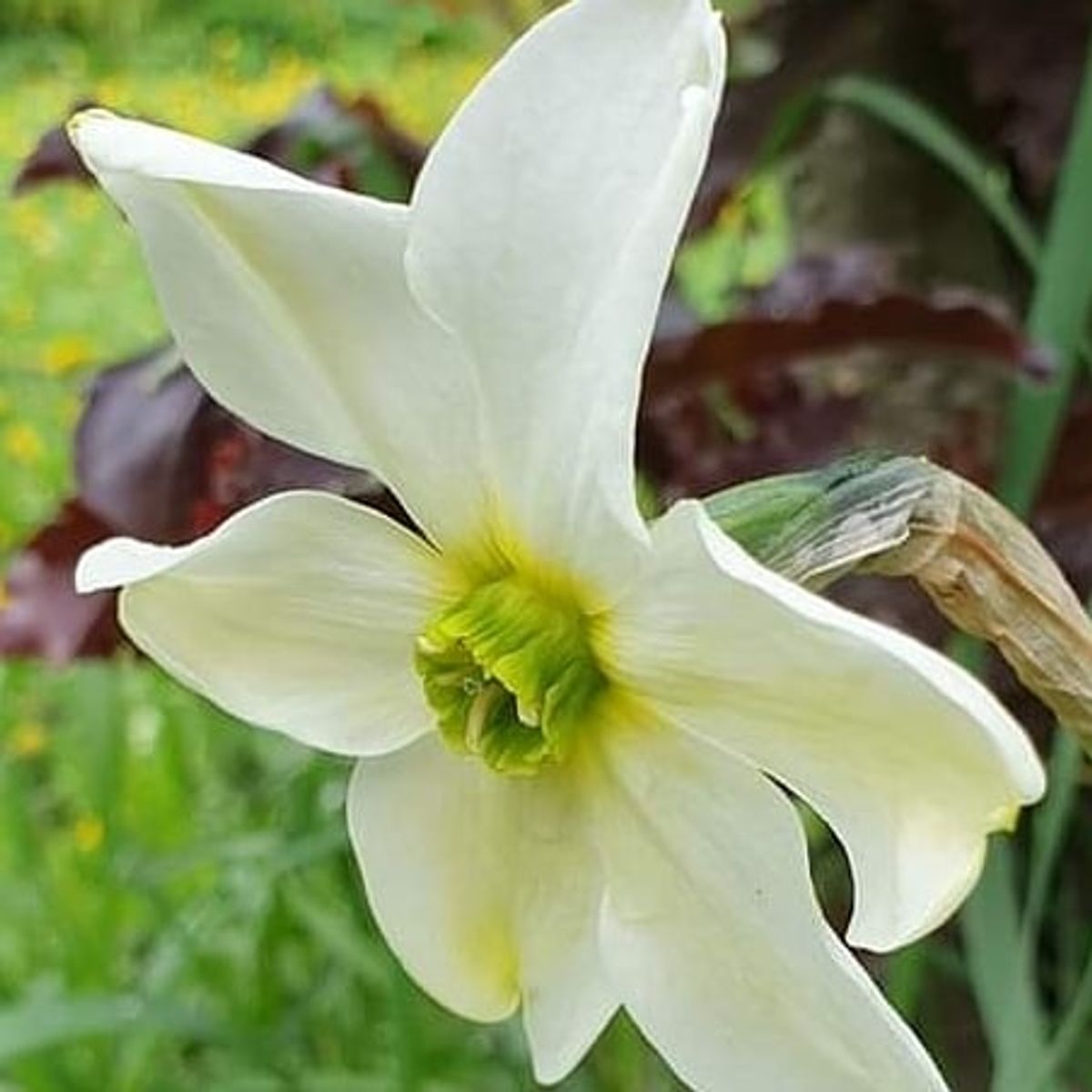 Narcissus Sinopel 5stk