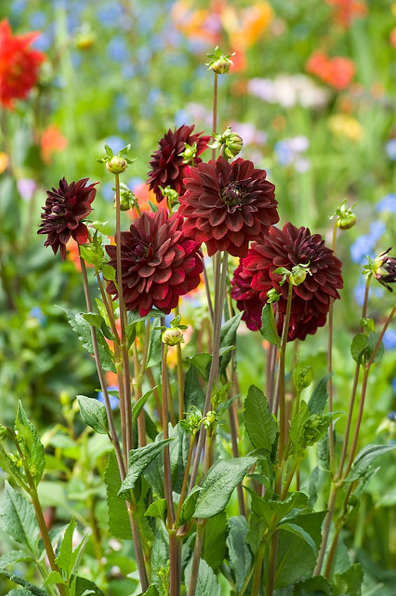 Dahlia Arabian Night