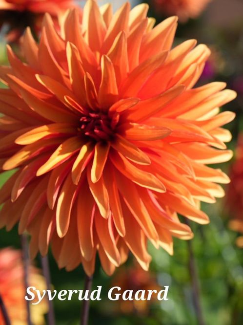 Hovedbilde Dahlia Dorita 