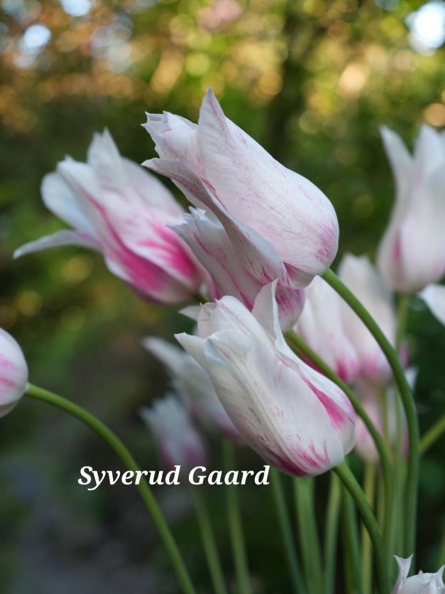 Tulipan Marilyn 5 stykk 