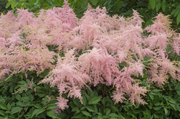 Hovedbilde Astilbe Fireworks Pink1 stykk  Nyhet
