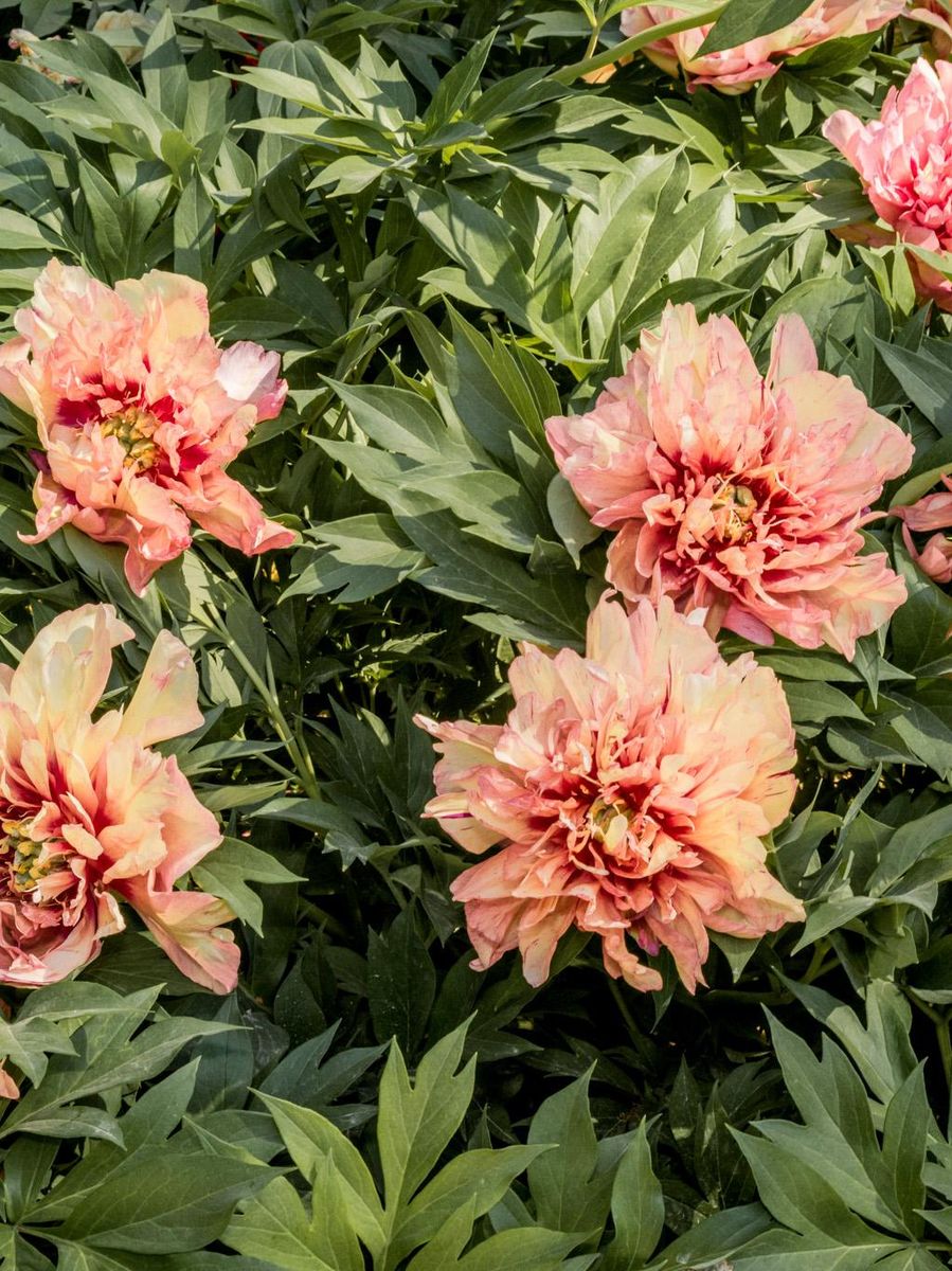 Paeonia Itoh Orange Victory 