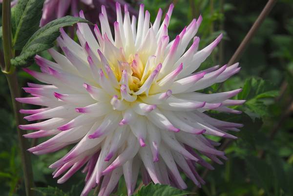 Hovedbilde Dahlia Hayley Jane  Nyhet 2026