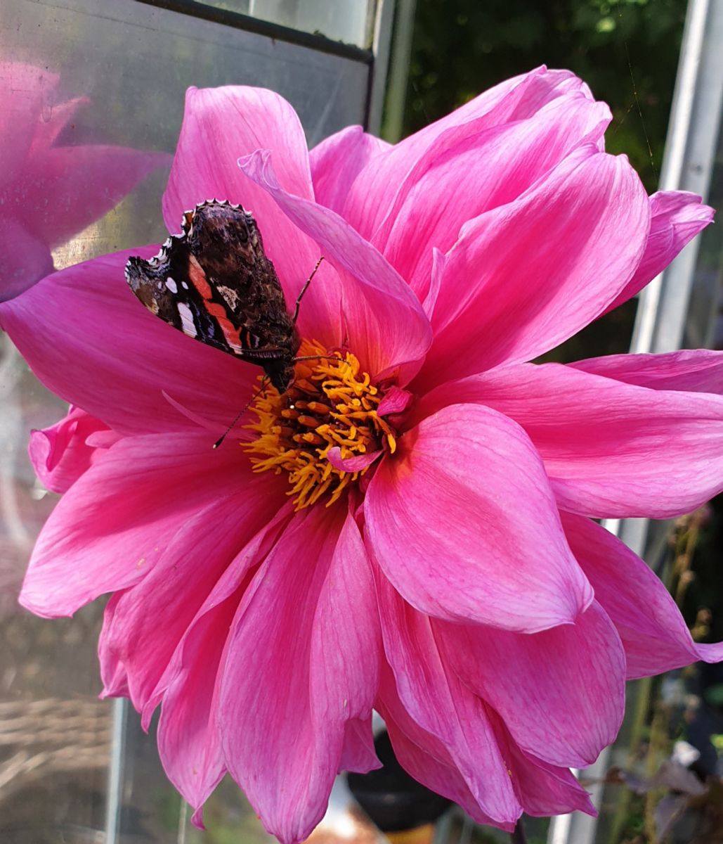 Dahlia Fascination