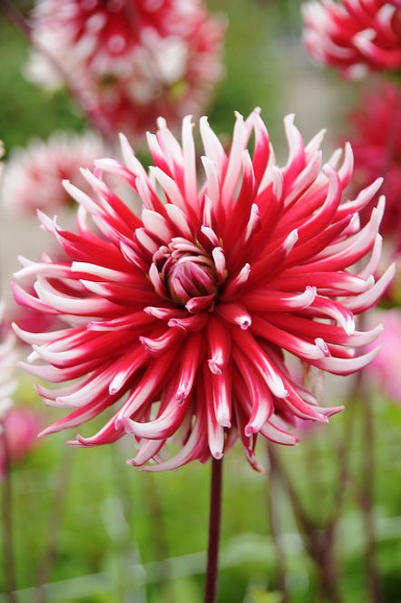 Hovedbilde Dahlia Friquolet  Nyhet 2027