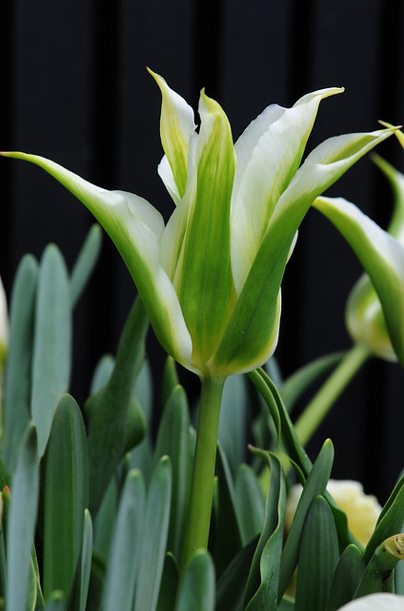 Tulipan Spring Green 5 stykk 