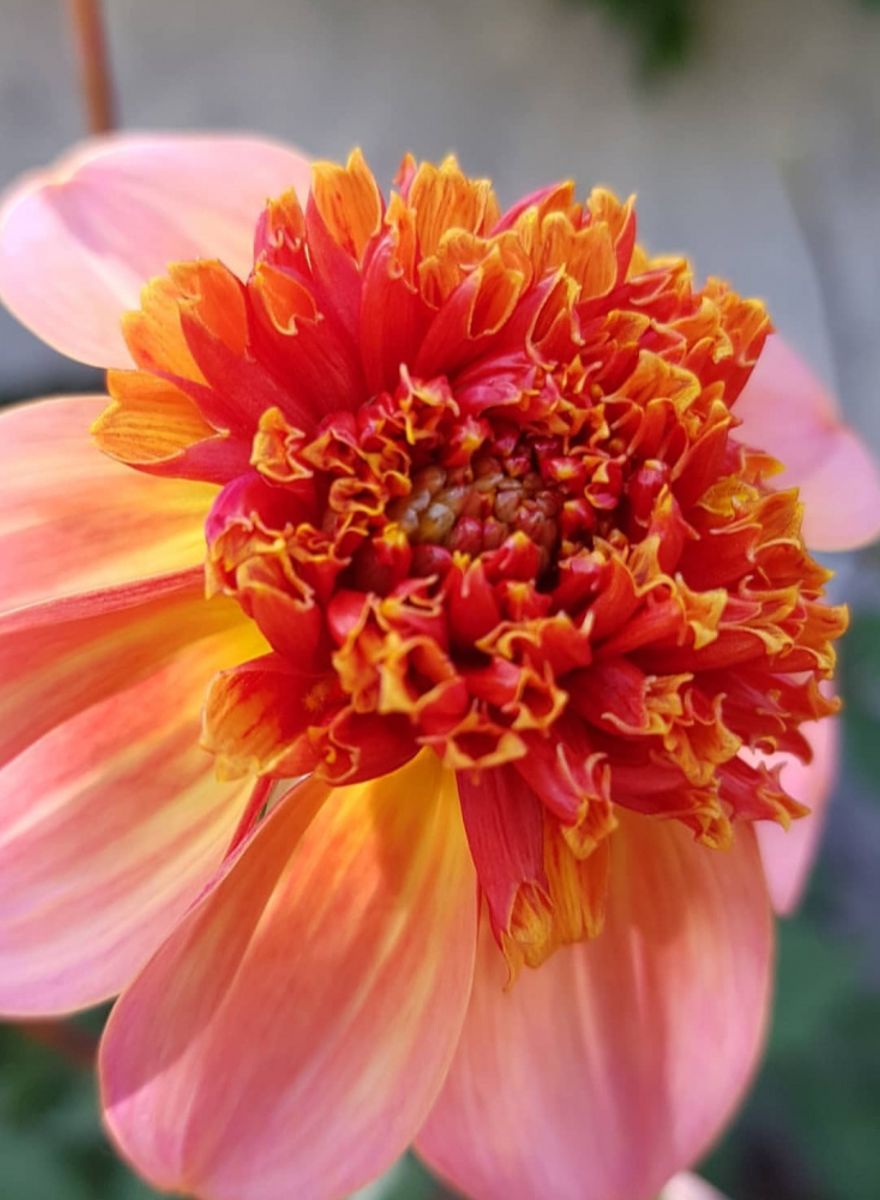 Dahlia Totally Tangerine 