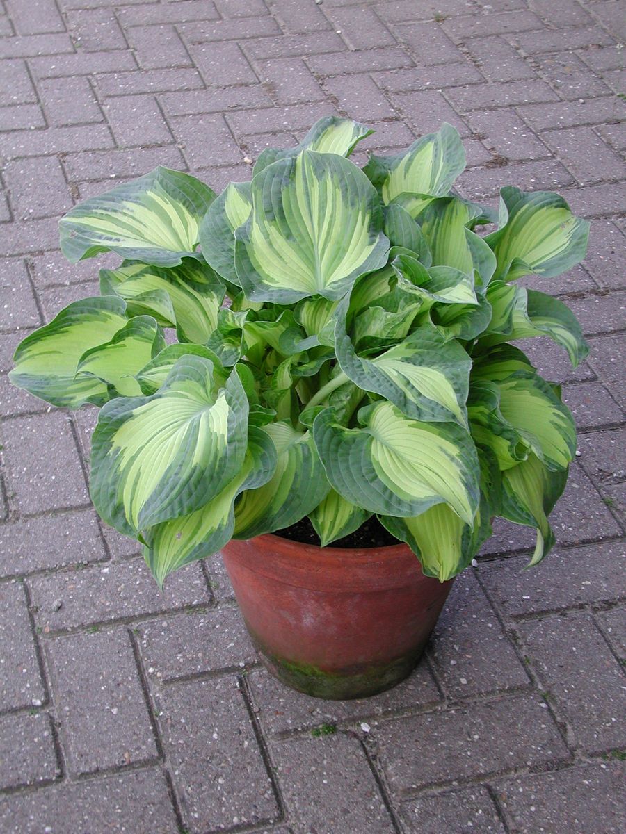 Hosta Golden Meadows 1 stykk Nyhet