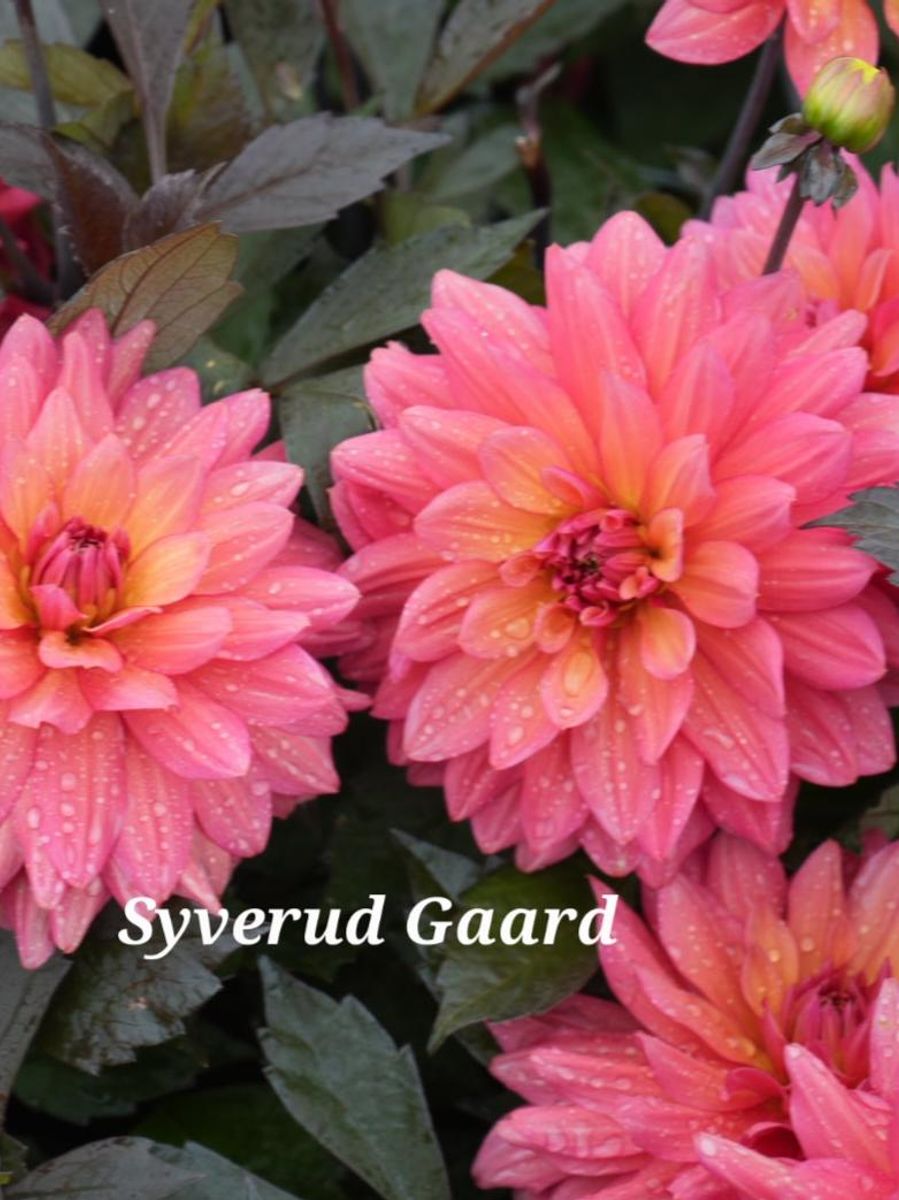 Dahlia Camelot Nyhet 2026