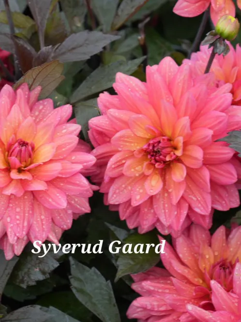 Hovedbilde Dahlia Camelot Nyhet 2026