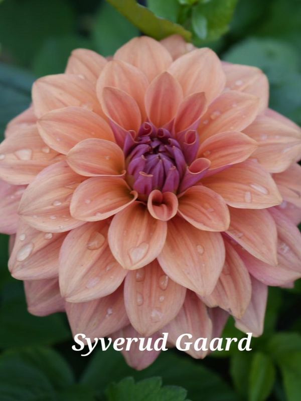 Dahlia American Dawn 