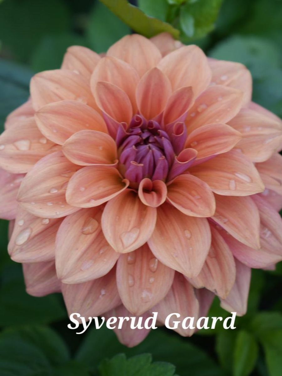 Dahlia American Dawn 