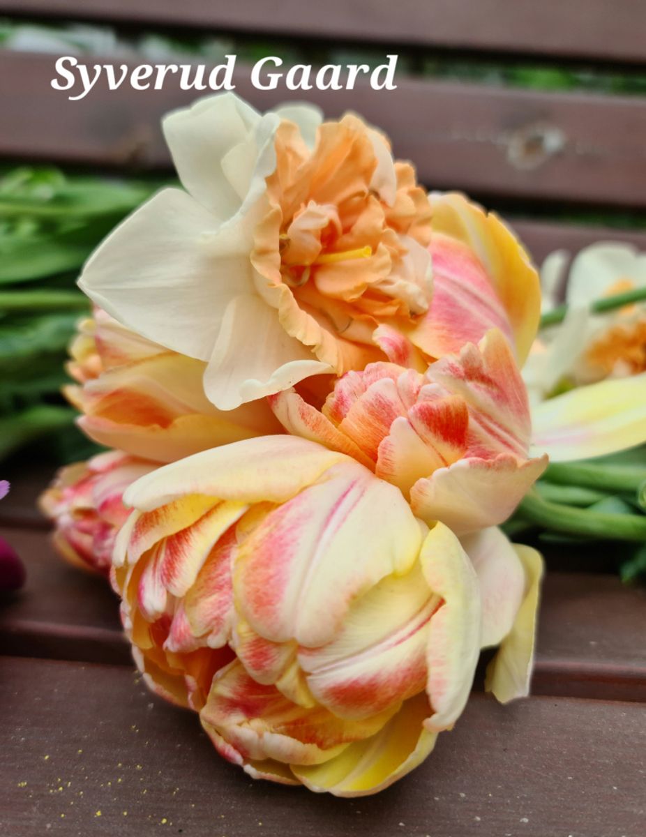 Tulipan Foxy Foxtrot 7 stykk  