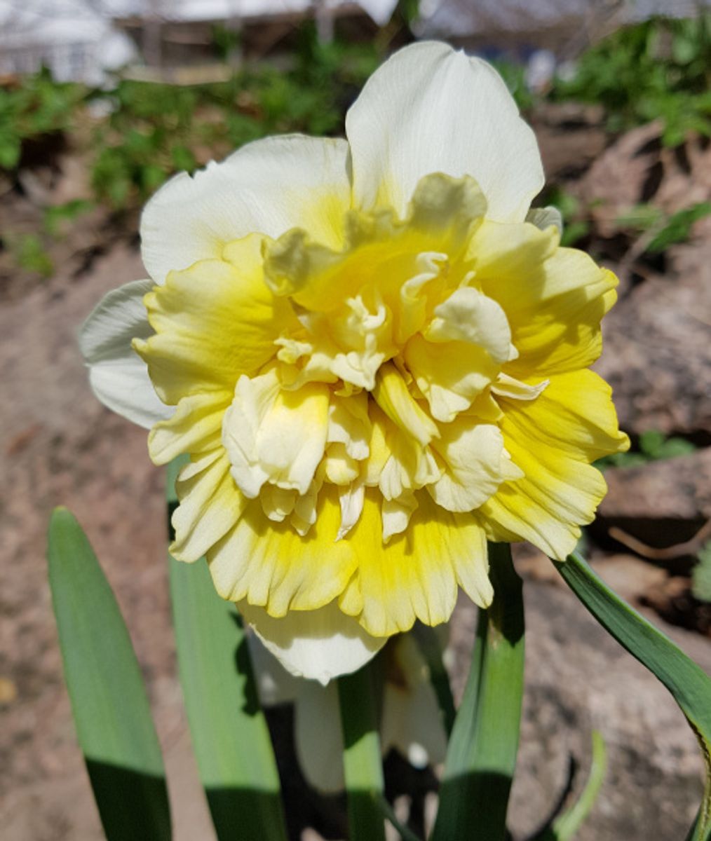 Narcissus Ice King 5stk