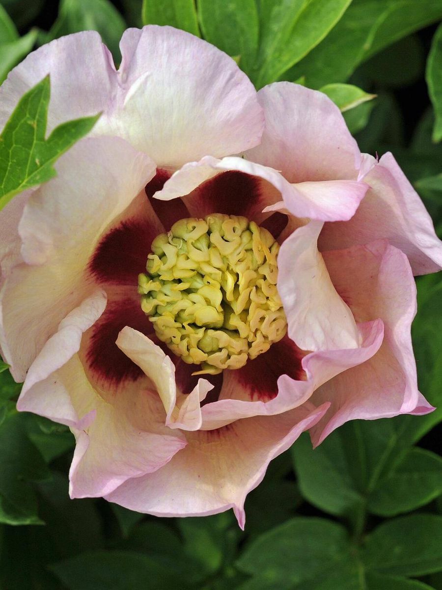 Paeonia Itoh Pastel Splendor