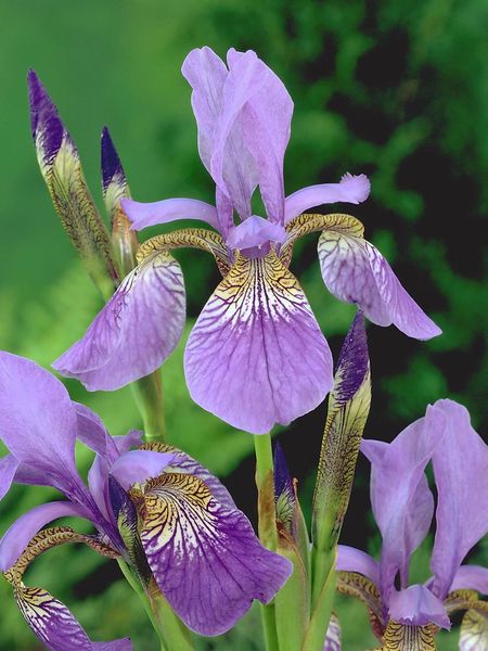 Hovedbilde Iris Sibirica Caesars Brother Nyhet 2026