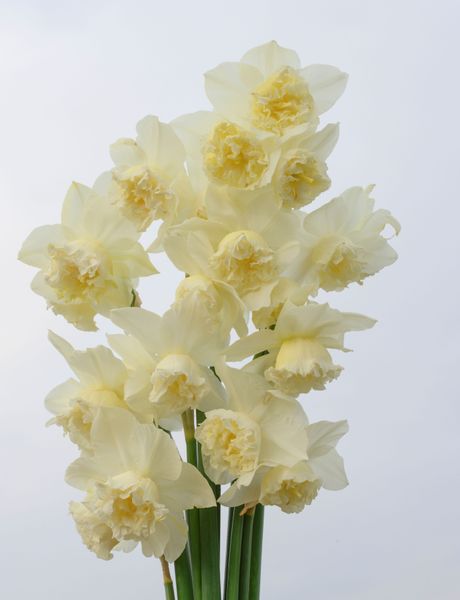 Hovedbilde Narcissus White Marvel 5pakk 