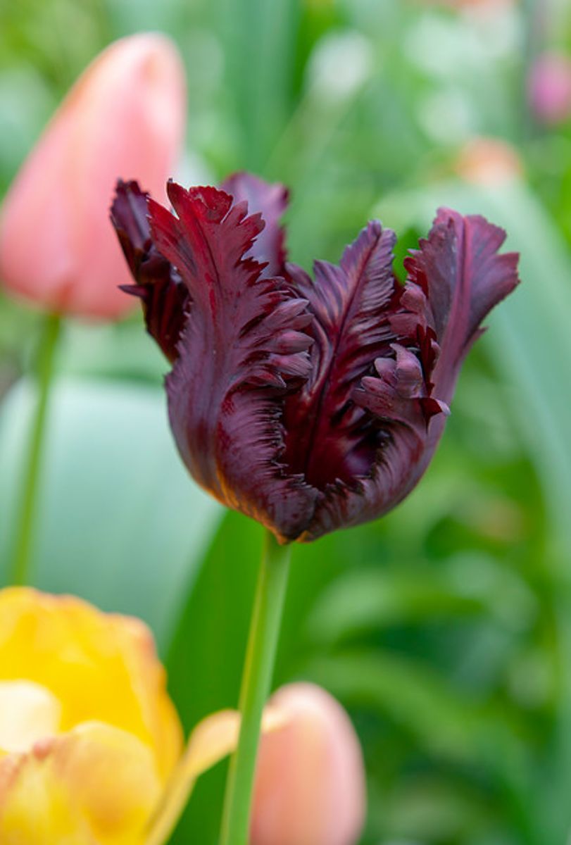 Tulipan Black Parrot 7 stykk 