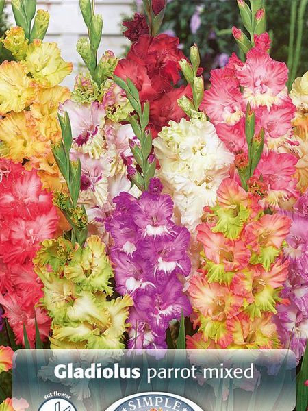 Hovedbilde Gladiolus Parrot mixed 10 stykk Nyhet