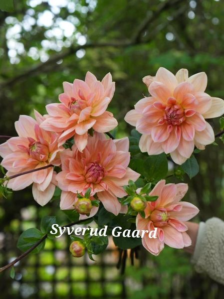 Hovedbilde Dahlia Yvonne 