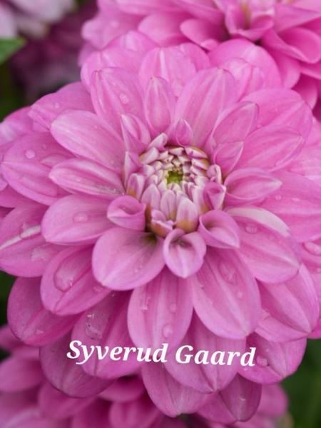 Hovedbilde Dahlia Purple Balloon Nyhet 2026