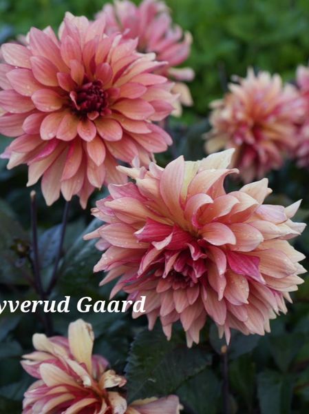 Hovedbilde Dahlia Foxy Nyhet 2026