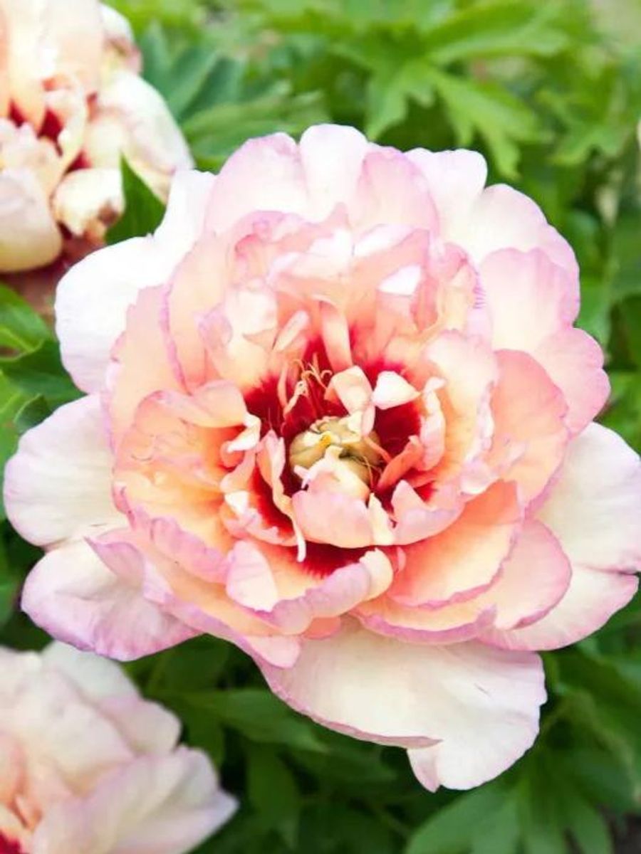 Paeonia itoh Callies Memory  