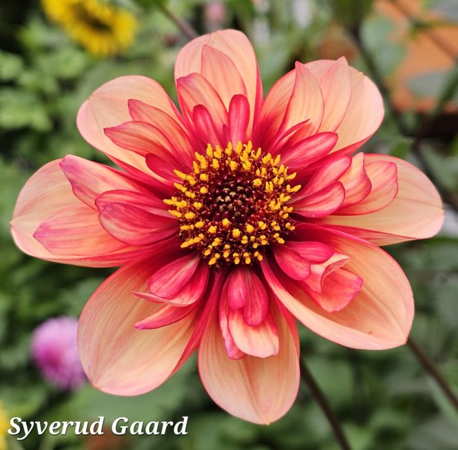 Hovedbilde Dahlia Sarah Raven