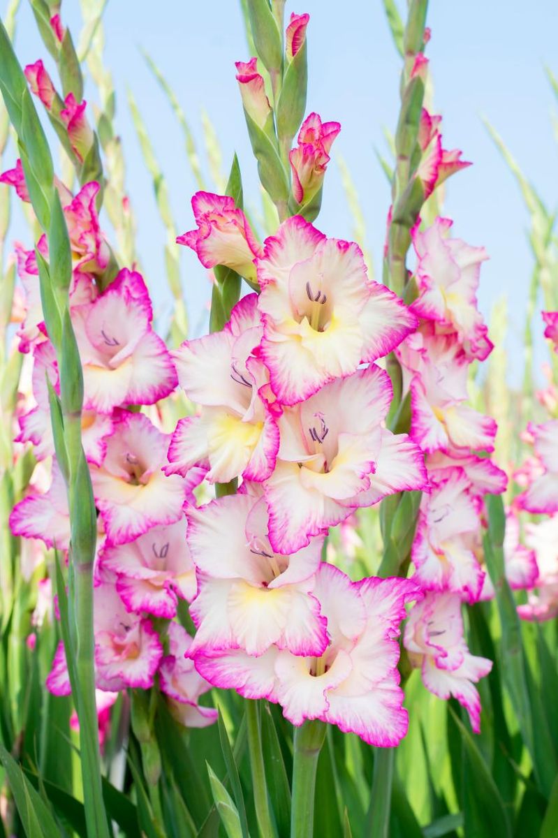 Gladiolus Priscilla 8 stykk  Nyhet