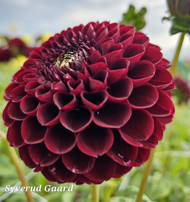 Hovedbilde Dahlia Black Pierre 