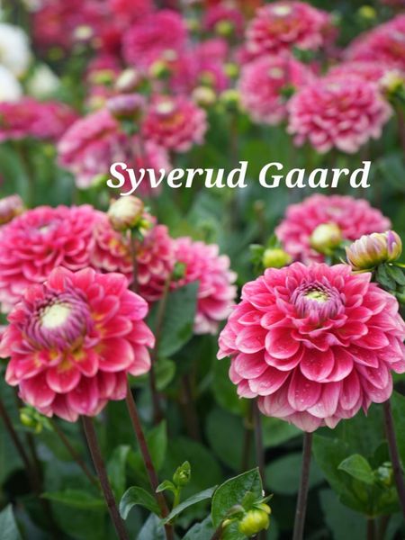 Hovedbilde Dahlia Salmon Society Nyhet 2026