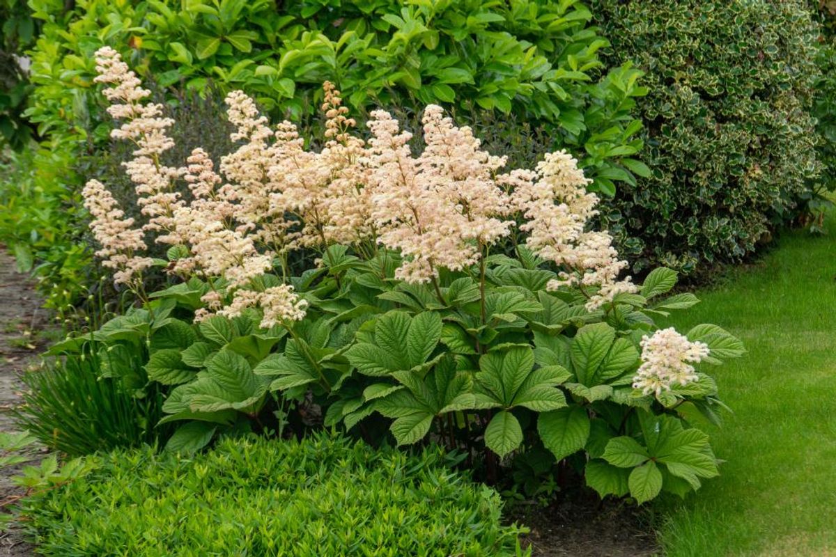 Rodgersia Asculifolia 1 stykk Nyhet