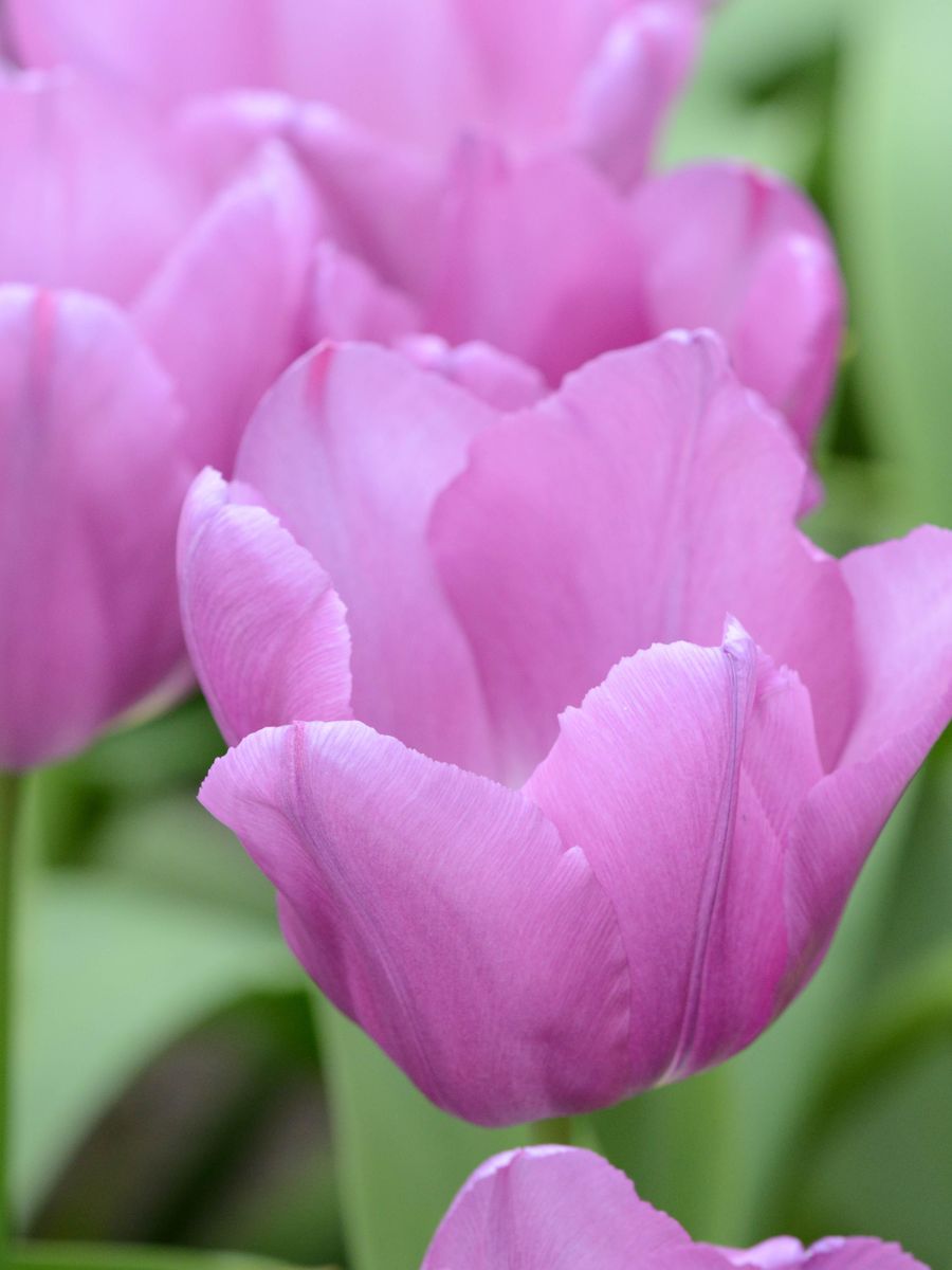 Tulipan Blue Beauty 10 stk Nyhet