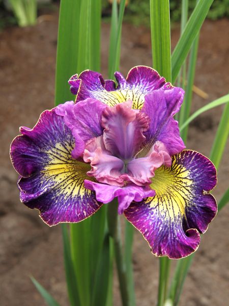 Hovedbilde Iris Sibirica How Audacious 1stykk 