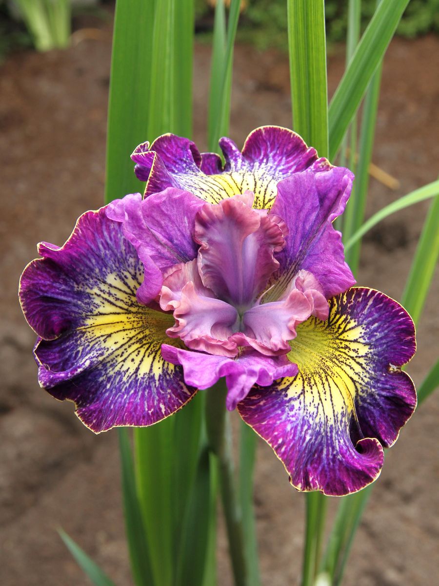 Iris Sibirica How Audacious 
