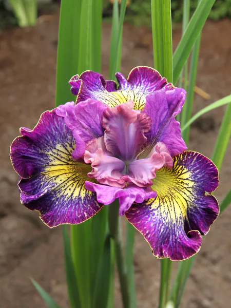 Hovedbilde Iris Sibirica How Audacious 