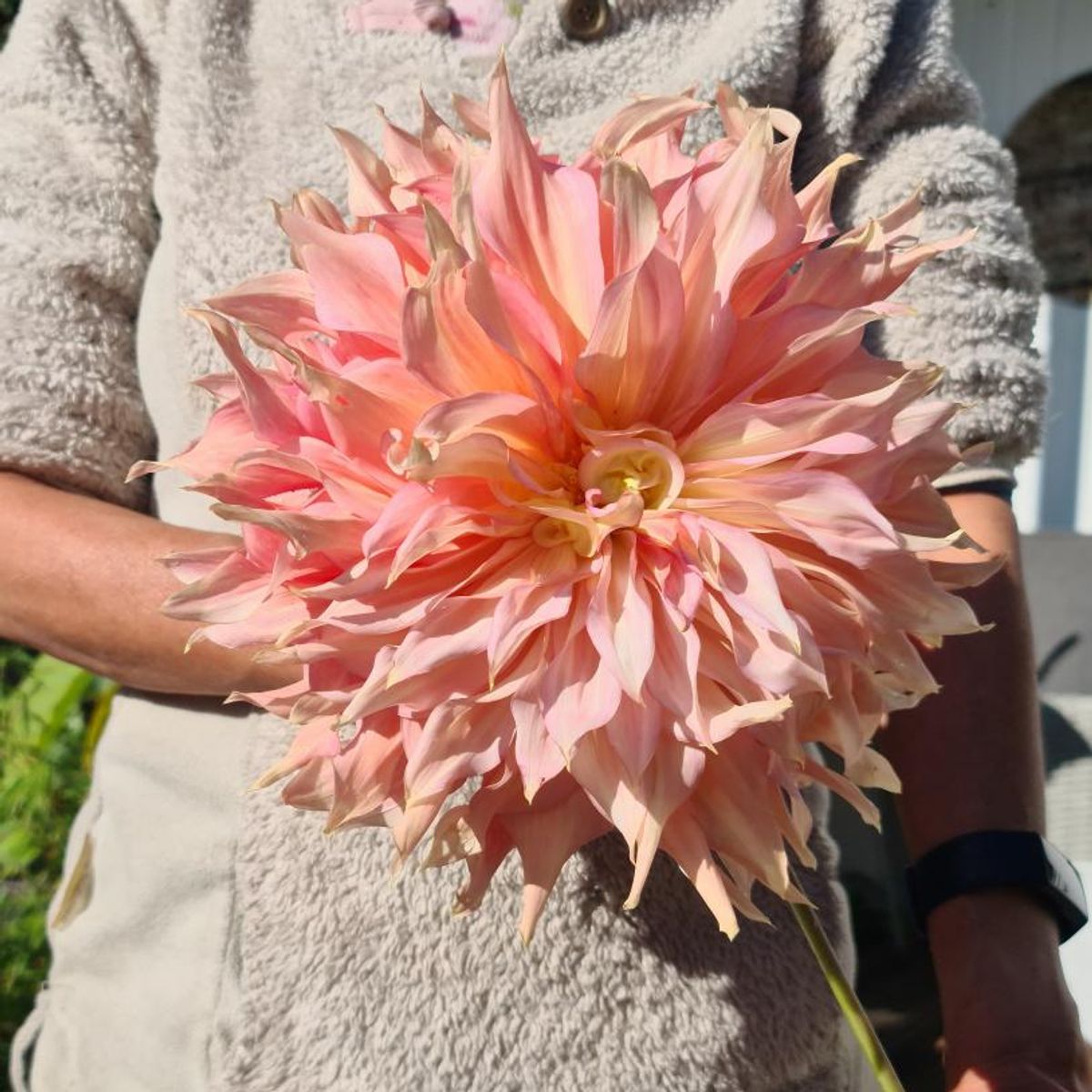 Dahlia Penhill Watermelon 