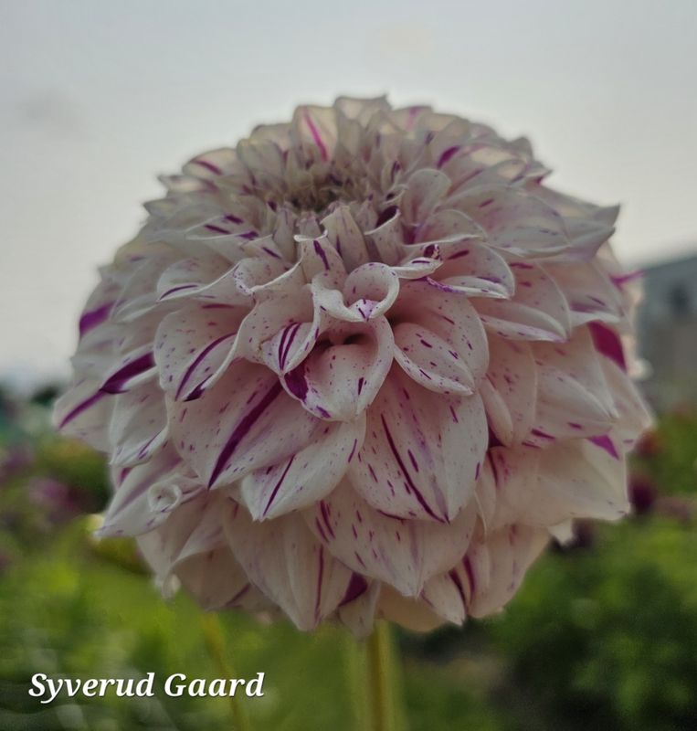 Dahlia Danceline