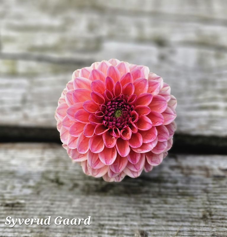Dahlia Daisy Duke