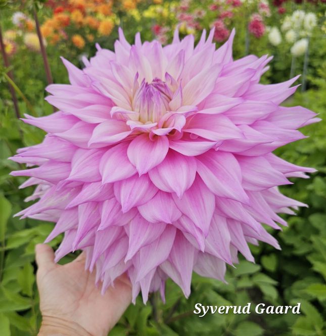Hovedbilde Dahlia Sir Alf Ramsey 