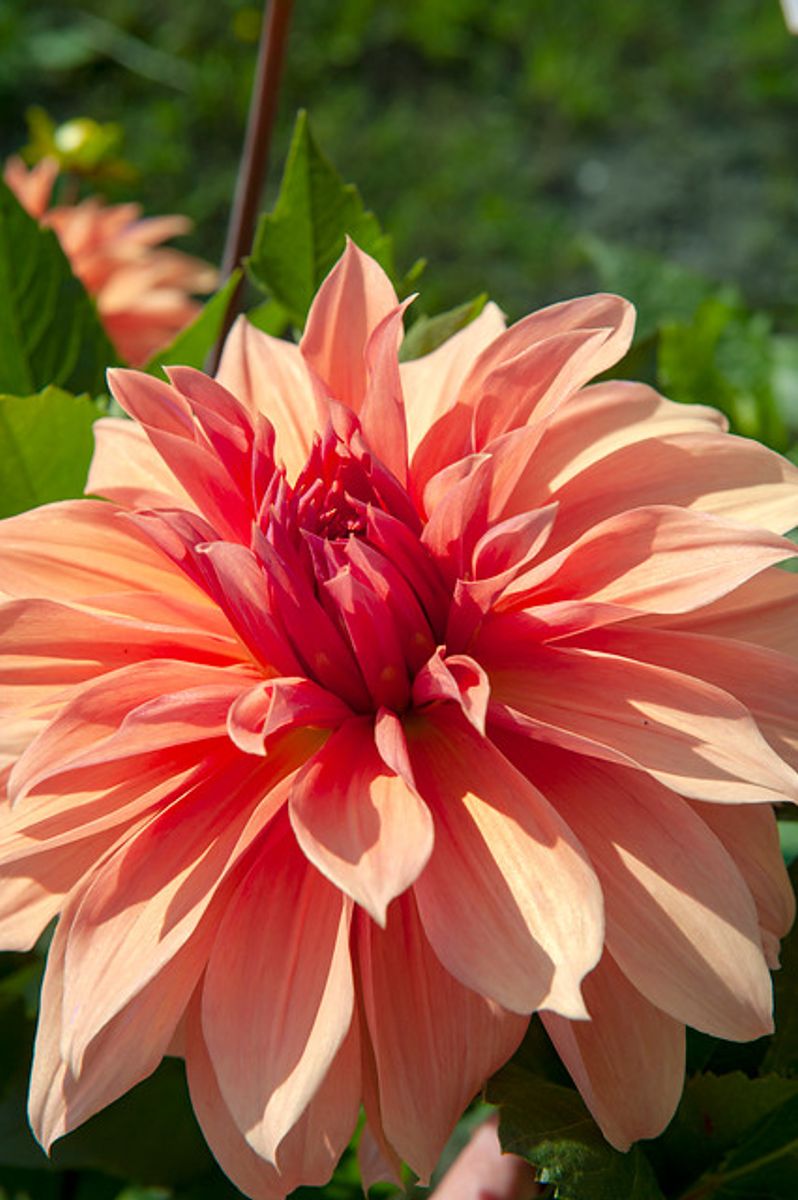 Dahlia Babylon Bronze
