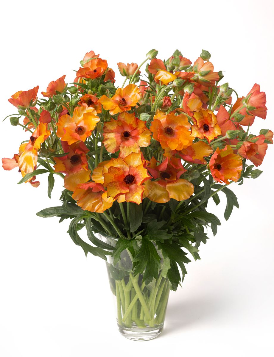 Ranunculus Butterfly Minoan 4 stykk Nyhet
