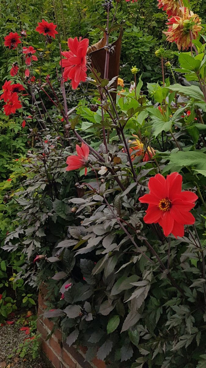 Dahlia Bishop of Llandaff 